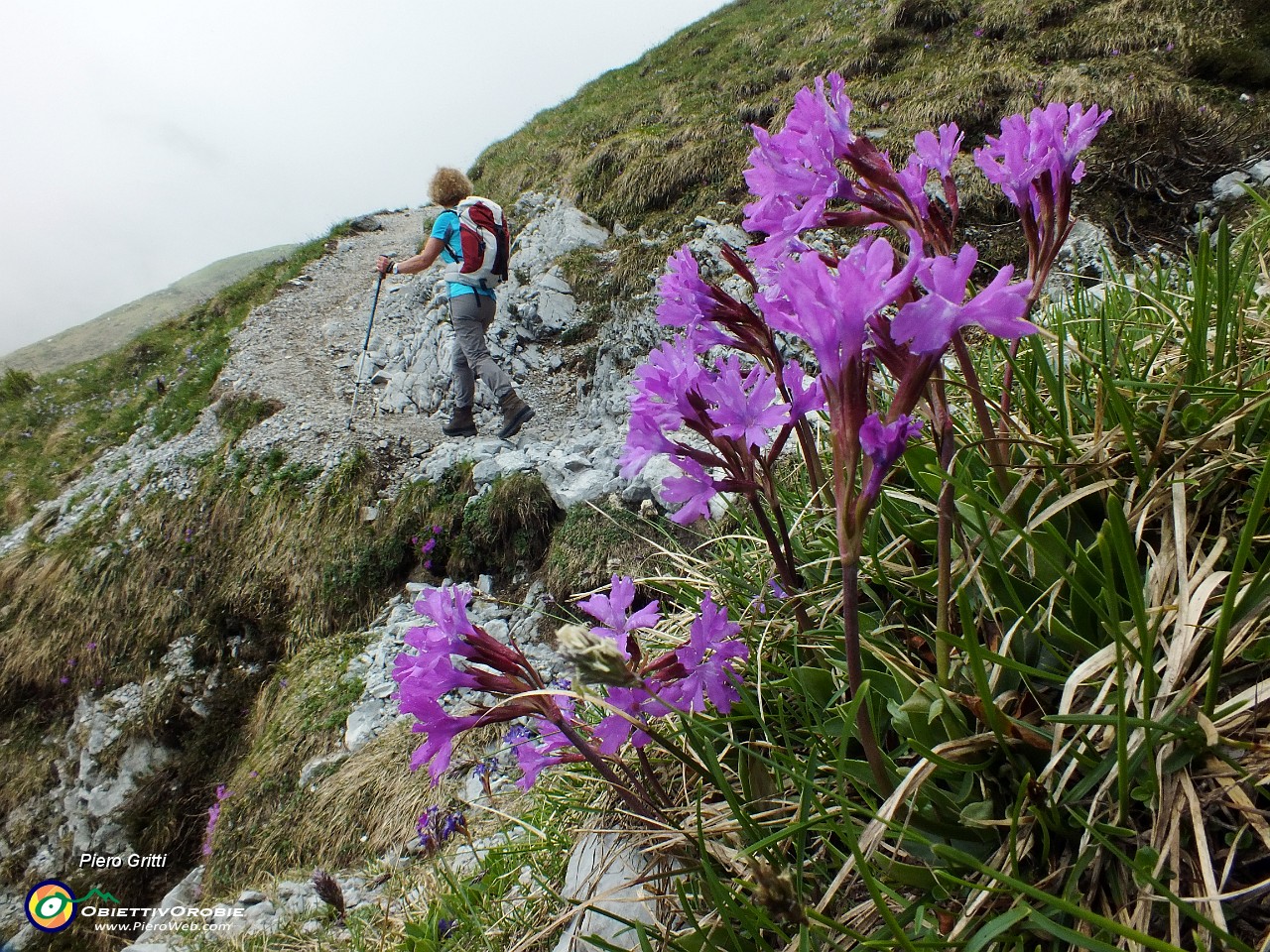 45 Primula di Lombardia in gran fioritura.JPG